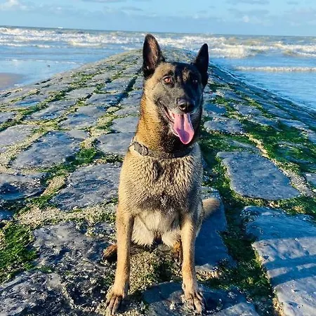 Apartament Ruim Zonnig Op 50m Ostenda