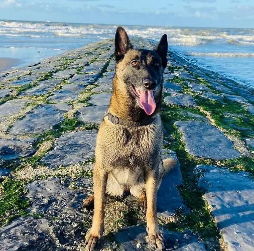 Appartement Ruim Zonnig Op 50m Oostende